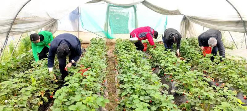 民建安庆市老年委走访阿宝草莓园